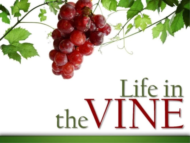 Life In The Vine